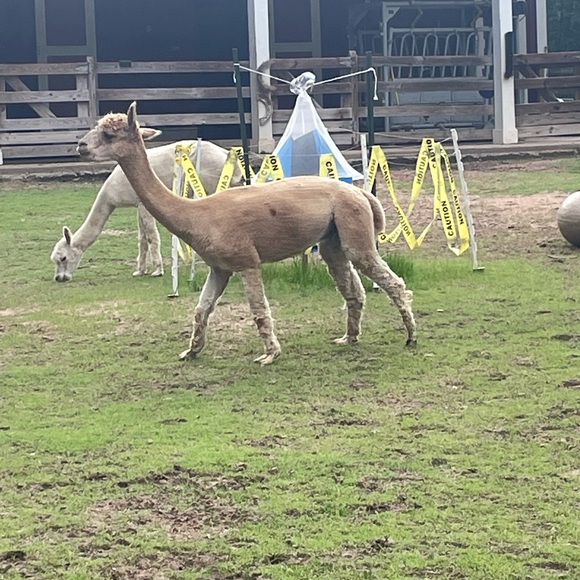 Meet your Posher, Manny - Picture 1 of 1
